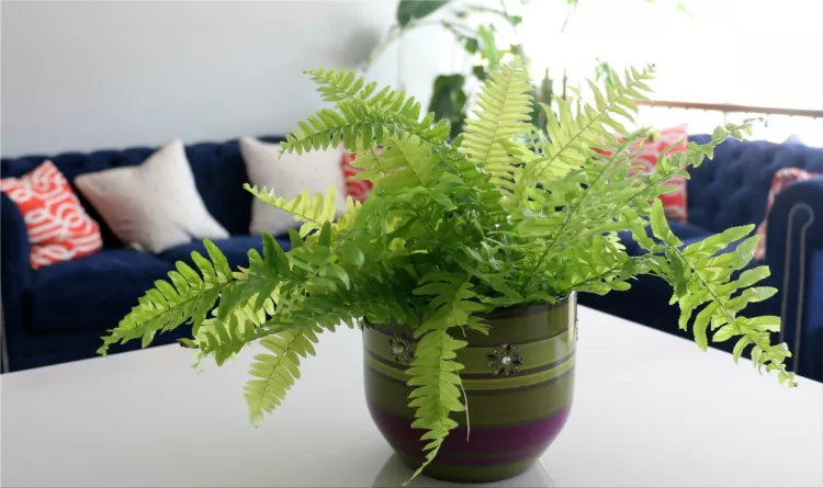 Ferns: everything you need to know about the plant of good luck and ...